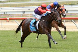 Star Beauty wins on debut at Mornington Star Beauty wins on debut at Mornington